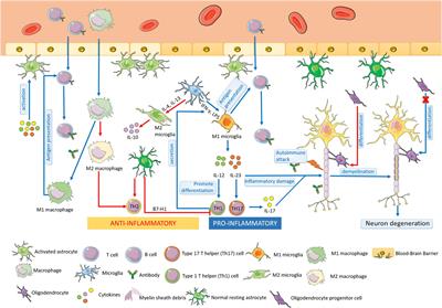 Glial cells and neurologic autoimmune disorders